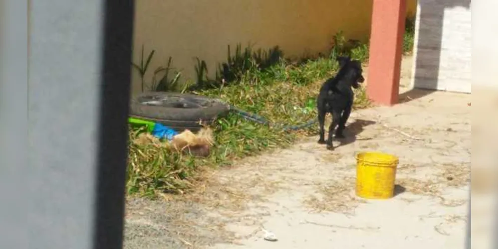 Segundo a GM, os animais foram encaminhados para o Canil Municipal
