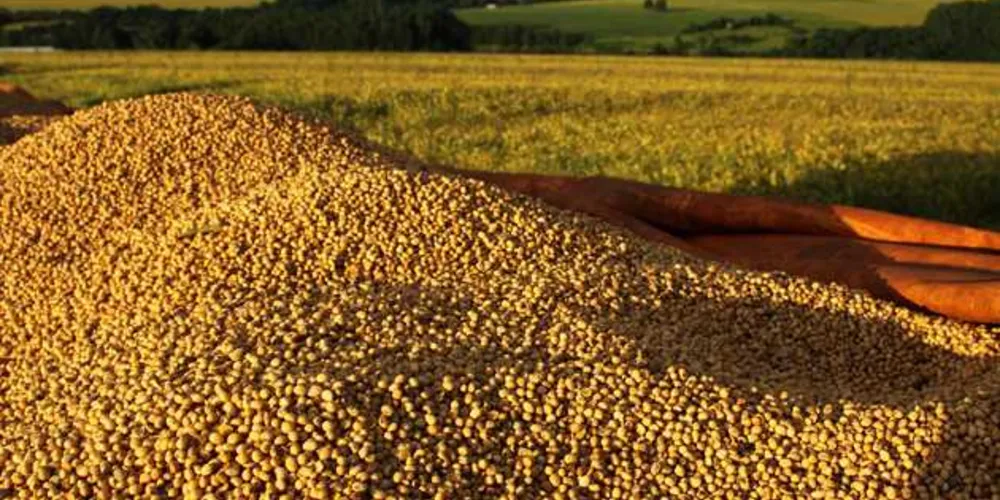 Imagem ilustrativa da imagem Paraná tem melhor produtividade de soja no mundo