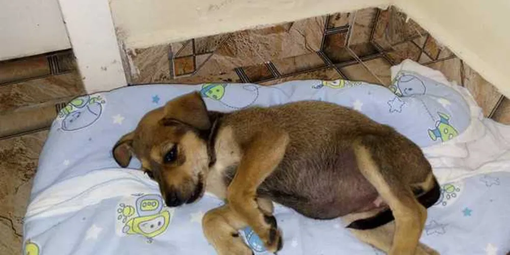 Cadela é chamada de 'Belinha' e foi recuperada na região do Contorno