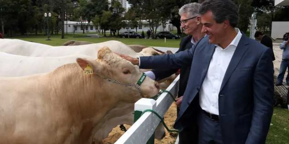 Imagem ilustrativa da imagem Raça bovina 100% paranaense ganha reconhecimento federal