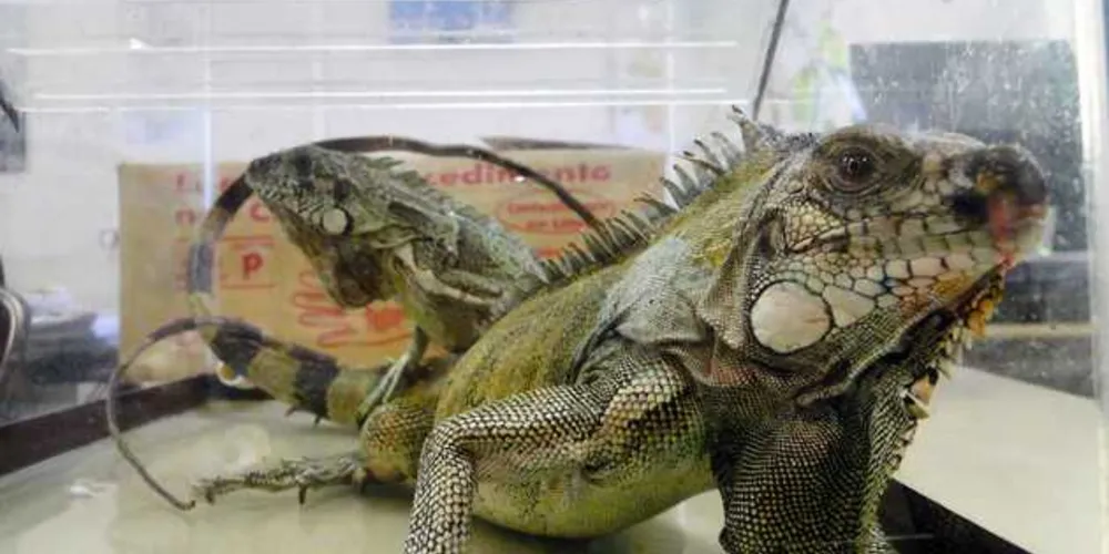 Imagem ilustrativa da imagem Animais silvestres ganham novos lares no Paraná