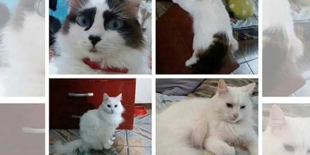 Imagem ilustrativa da imagem Jovem procura gatos desaparecidos após acidente em Castro