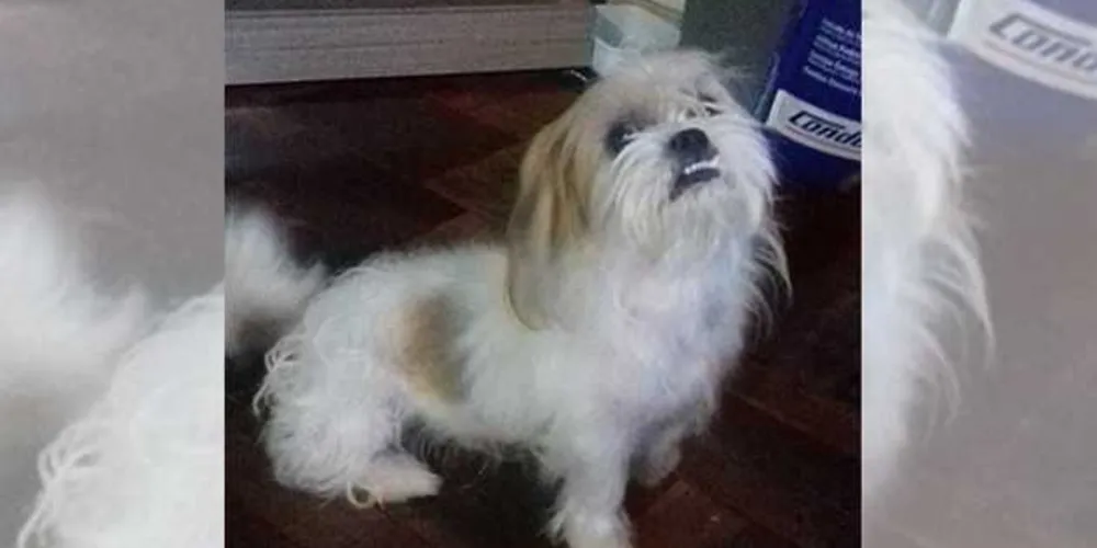 Imagem ilustrativa da imagem Dono procura cão desaparecido na Vila Cipa