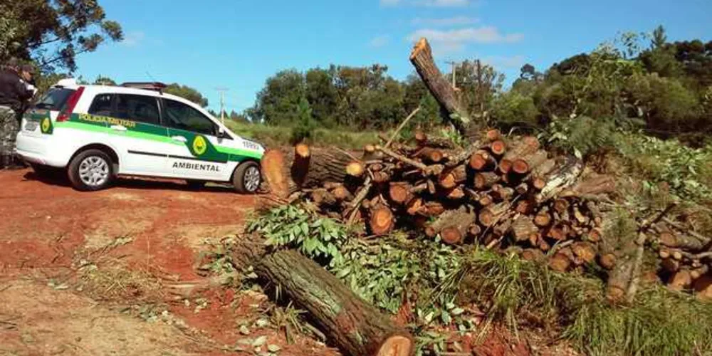 Corte de árvores era feito em área de preservação permanente, sem autorização do IAP | Divulgação/Polícia Ambiental
