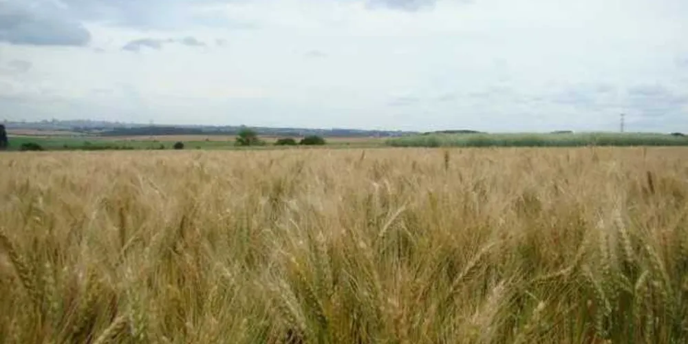 Imagem ilustrativa da imagem Embrapa apresenta cultivares de trigo para o Paraná