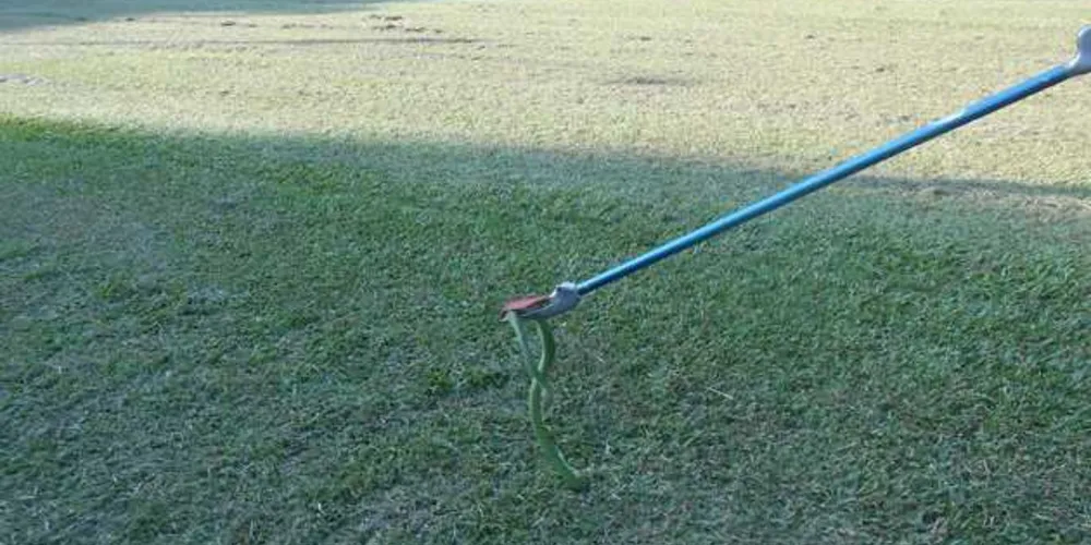 Animal estava em uma árvore na Unidade de Saúde Horário Droppa, no núcleo Borsato | Divulgação/Polícia Ambiental