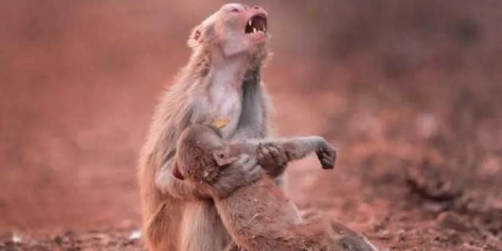 Macaca parecia estar muito preocupada com seu filho