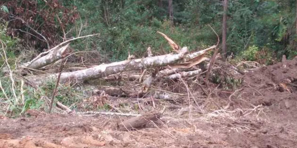 Situações aconteceram nas cidades de Teixeira Soares, Imbituva e Ivaí | Divulgação/Polícia Ambiental