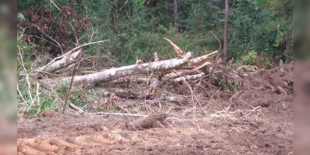 Situações aconteceram nas cidades de Teixeira Soares, Imbituva e Ivaí | Divulgação/Polícia Ambiental