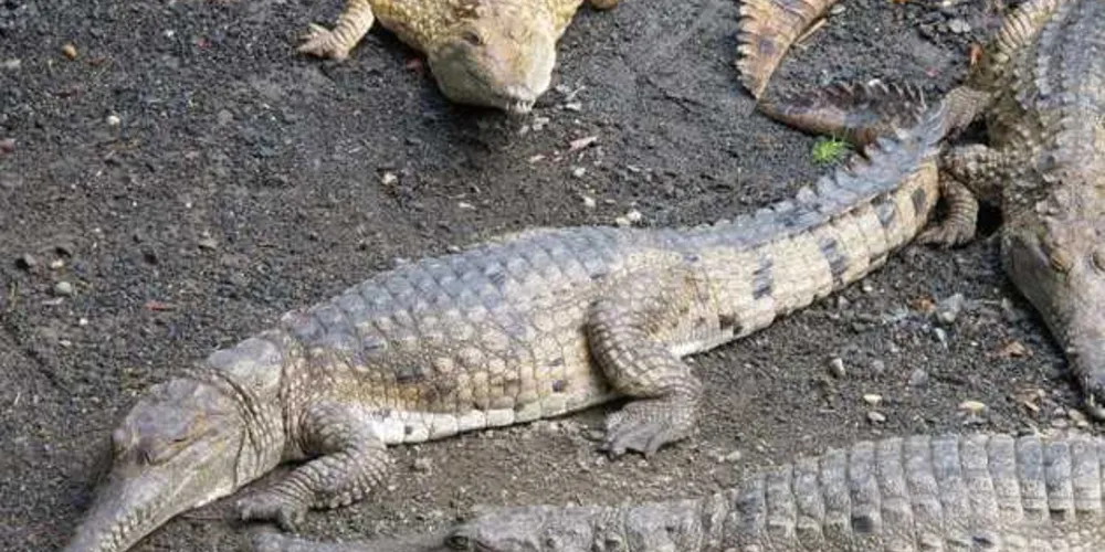 Pastor tenta andar sobre rio, mas é morto por crocodilos/ Foto: albertstraub/ Flickr