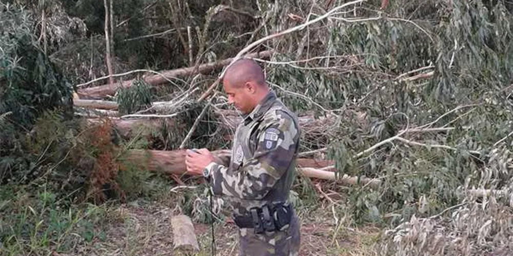 Área foi descoberta pela Polícia Ambiental por meio de denúncias; proprietário responderá por crime ambiental | Divulgação/Polícia Ambiental