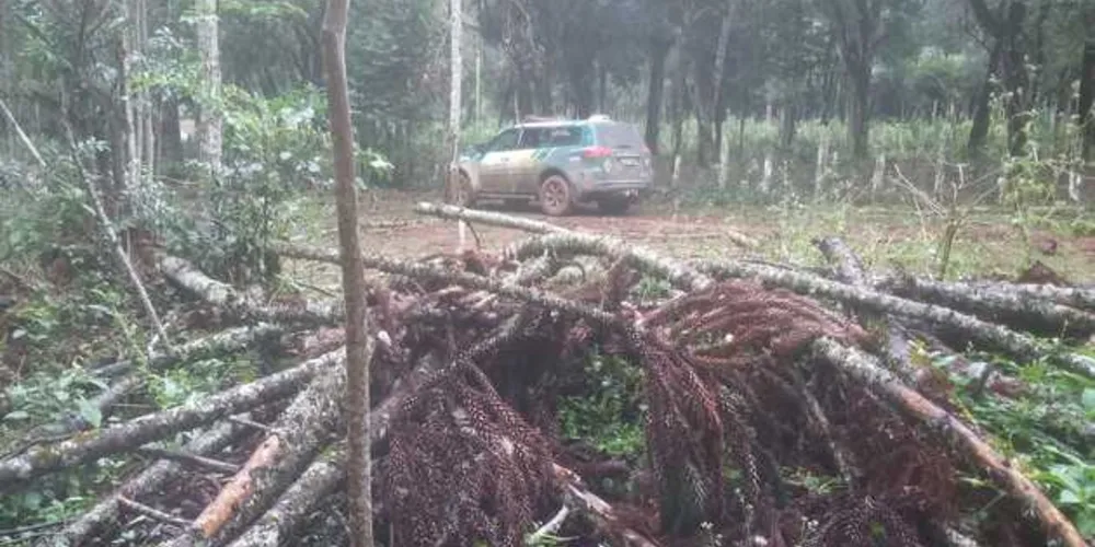 Área do dano ambiental é correspondente a 5,2 hectares, conforme a Polícia Ambiental | Divulgação/Polícia Ambiental