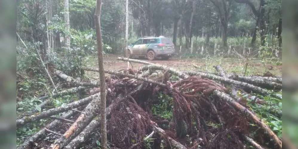 Área do dano ambiental é correspondente a 5,2 hectares, conforme a Polícia Ambiental | Divulgação/Polícia Ambiental