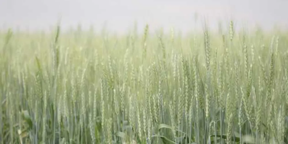 Imagem ilustrativa da imagem Produtores da região reduzem a área plantada de trigo