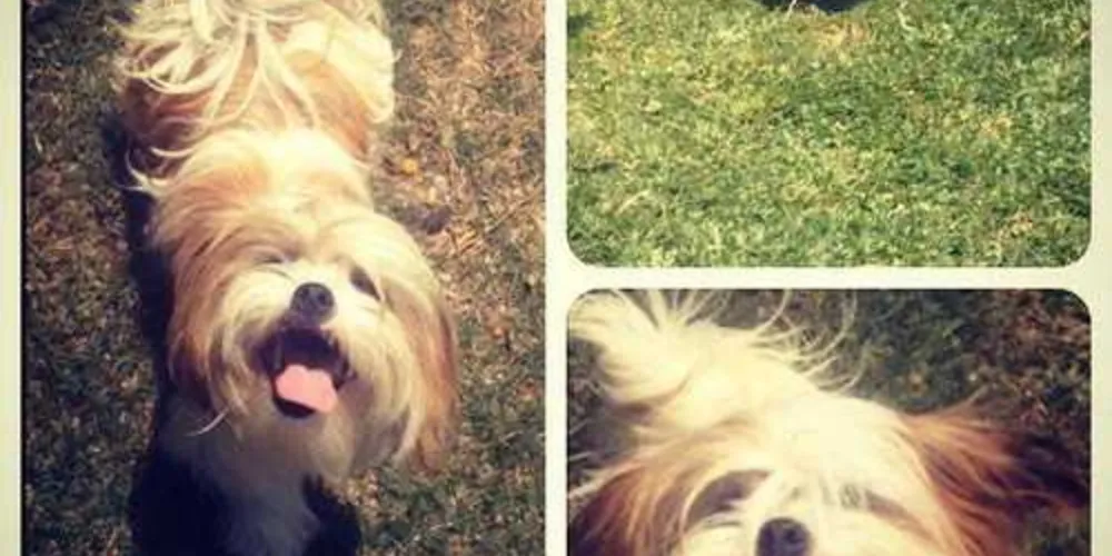 Sumiço do Woody, um cachorro da raça Shih Tzu, está mobilizando diversas pessoas nas redes sociais