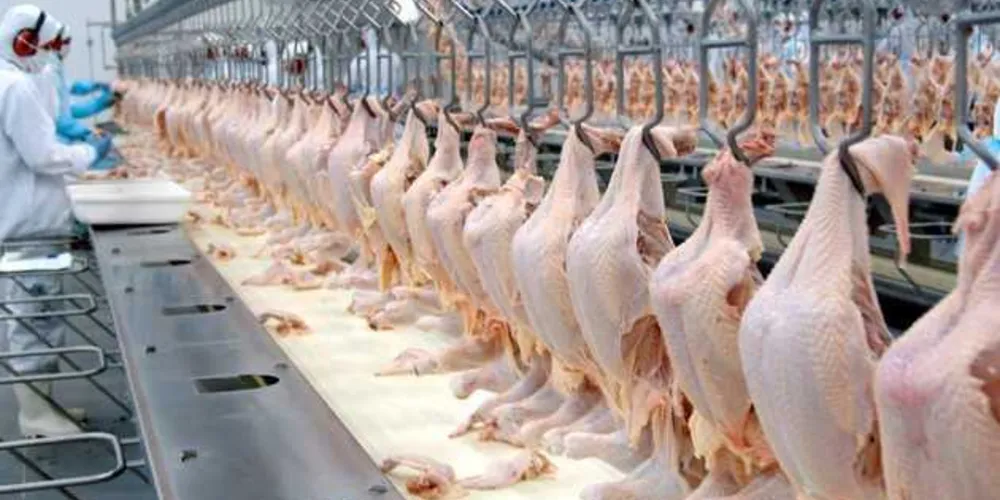 Imagem ilustrativa da imagem Exportações paranaenses de carnes aumentam em 15%