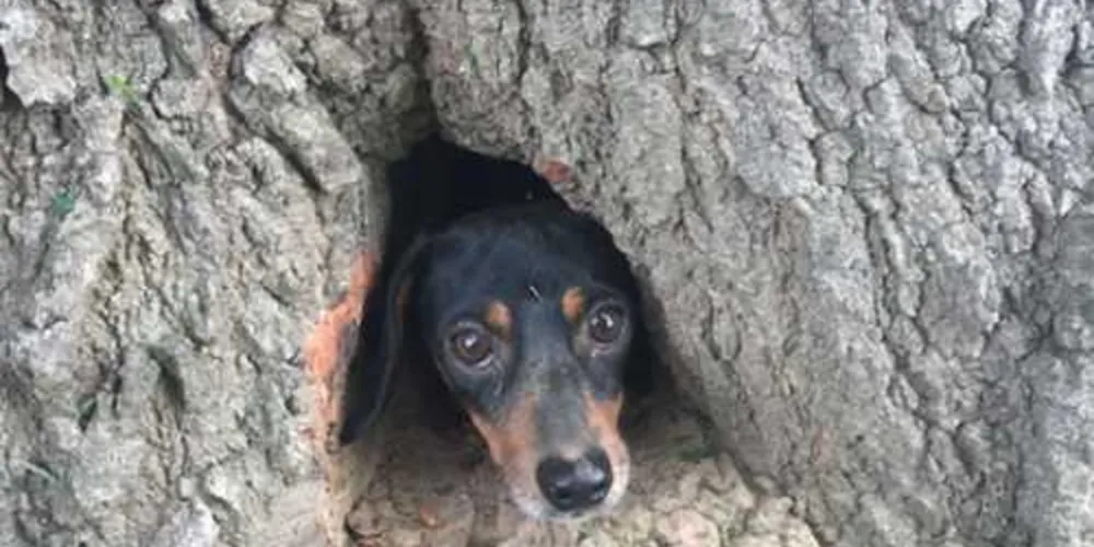 Cachorro estava preso num buraco no tronco de uma árvore em um cemitério na cidade