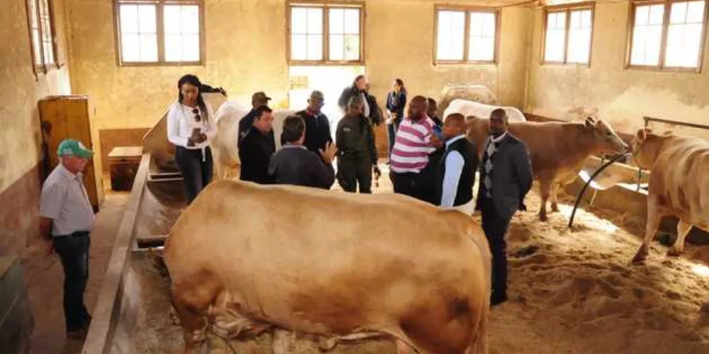 Imagem ilustrativa da imagem Comitiva africana faz visita na Fazenda do Cescage e no Iapar