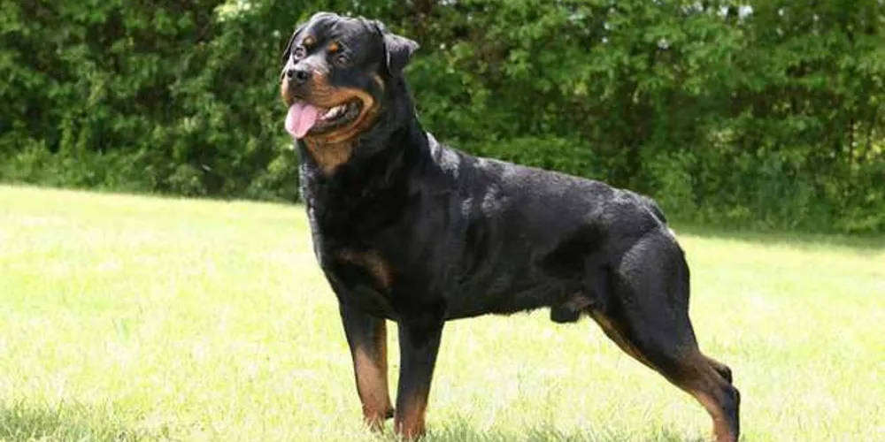 Animal que atacou invasor é da raça Rottweiler | Imagem Ilustrativa/Tudo Sobre Cachorros
