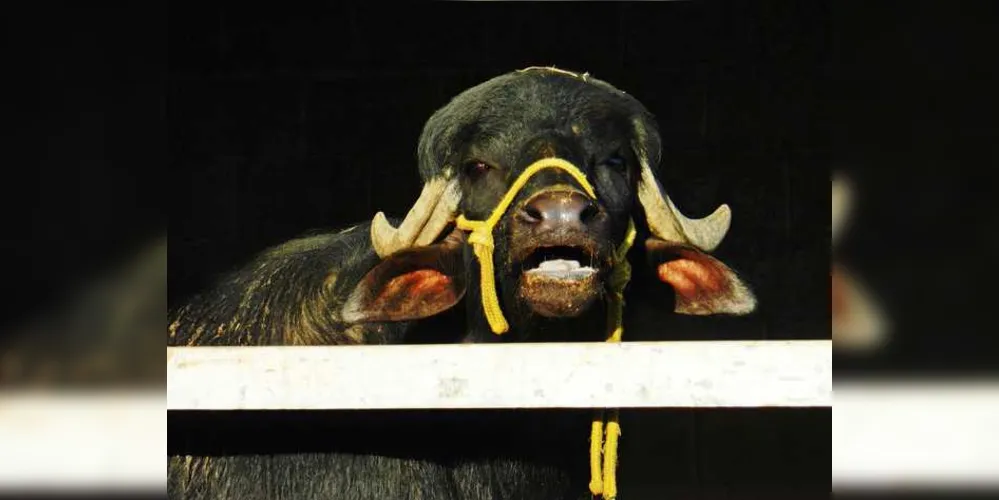 Com o nome inspirado em sua história, Vitorioso foi e é tratado como um verdadeiro estrela 