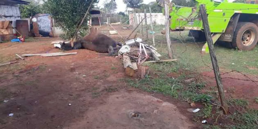 Homem de 66 anos foi flagrado com uma espingarda após matar um cavalo e deixar outro gravemente ferido | Divulgação