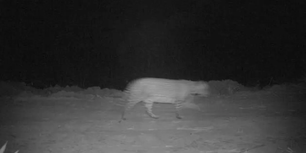 Animal ameaçado de extinção foi visto na área florestal da companhia em Telêmaco Borba | Divulgação