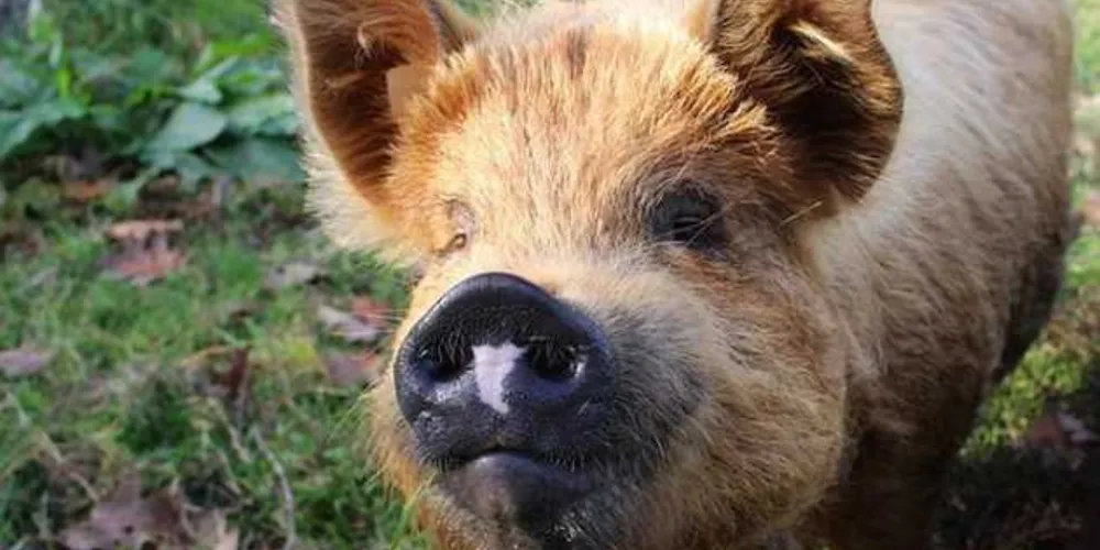 Mexicano foi atacado pelo animal e mordido nos dedos da mão e no pênis