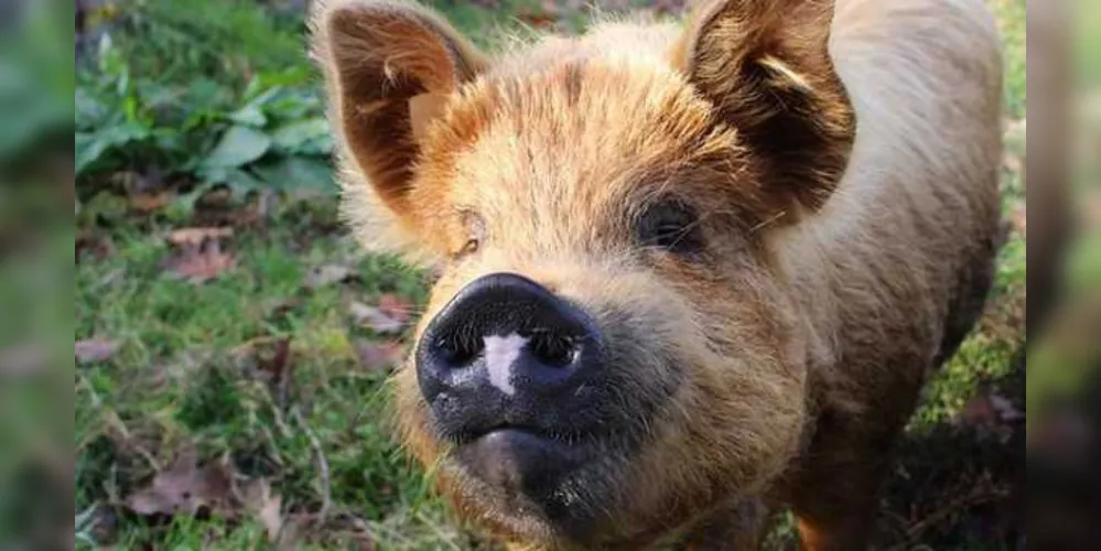 Mexicano foi atacado pelo animal e mordido nos dedos da mão e no pênis