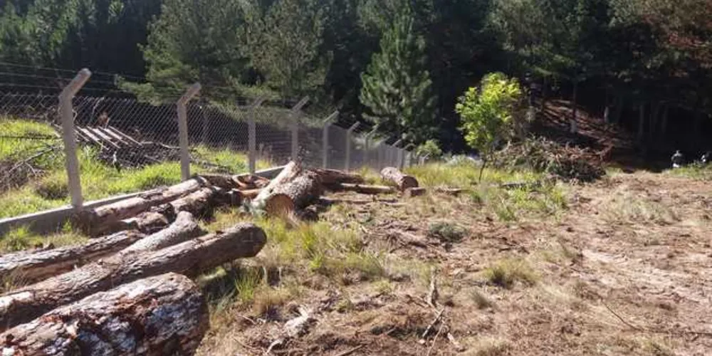 Árvores cortadas de maneira irregular estavam em área de preservação permanente e não podiam ser removidas | Divulgação/Polícia Ambiental