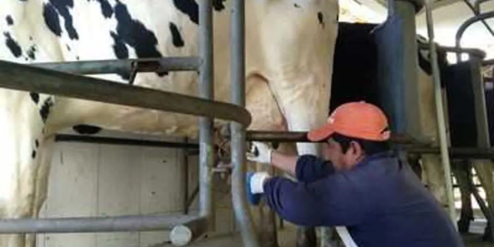 Colégio agrícola do Paraná é destaque por produção leiteira/Foto: AEN