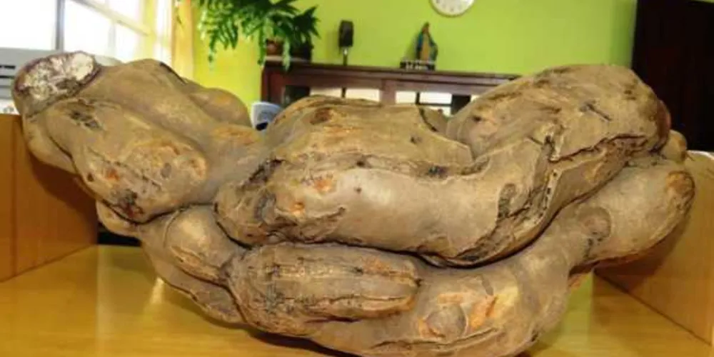 Tubérculo com mais de 4 kg foi encontrado na Colônia Quero-Quero