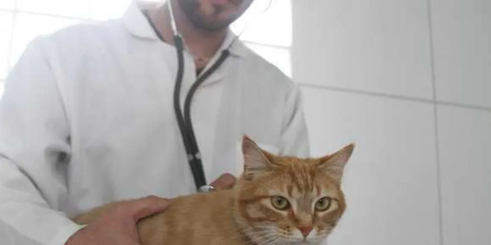 GIOVANNI KOLLER ACREDITA QUE LEI PODERIA SE TORNAR UM DISPOSITIVO POSITIVO NA ATUAÇÃO DE CLÍNICAS E PETSHOPS