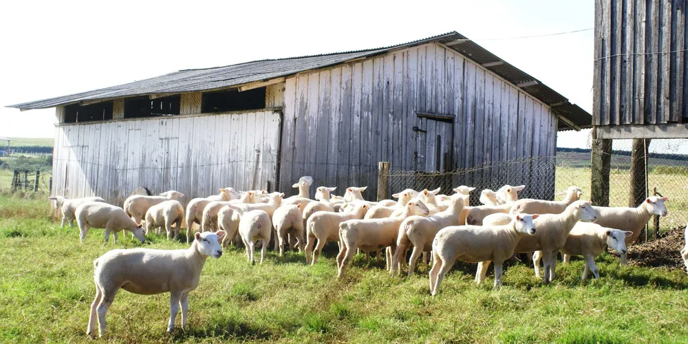 Imagem ilustrativa da imagem Feira Nacional de Ovinos será lançada nesta quinta em PG