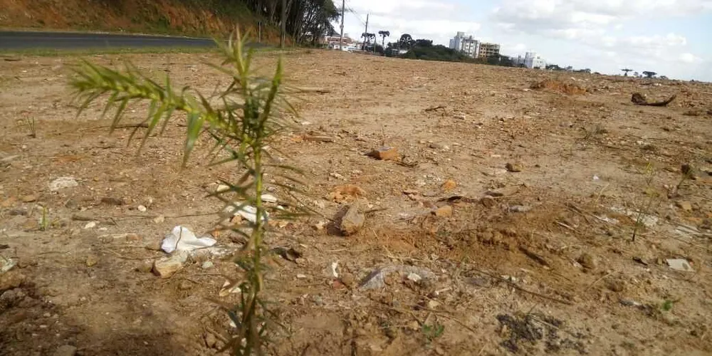 Mais da metade das árvores plantadas por crianças em parque no centro de PG foram furtadas nesta semana | Divulgação