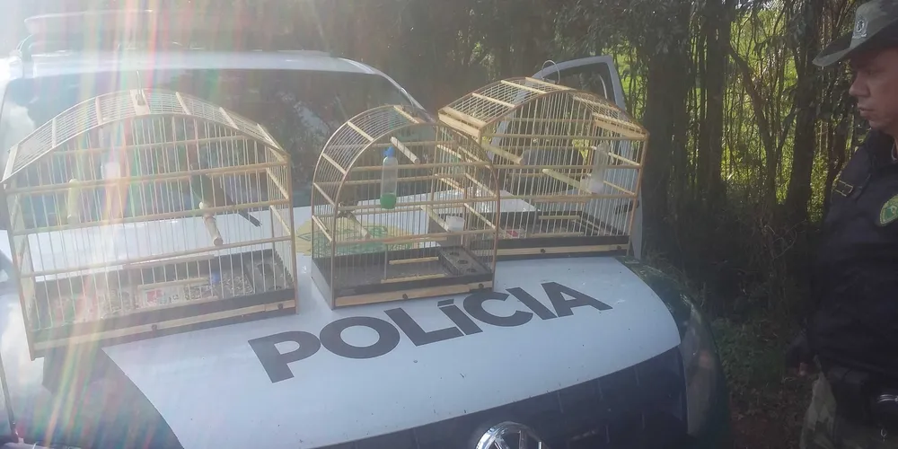 Imagem ilustrativa da imagem Polícia Ambiental apreende pássaros silvestres em loja