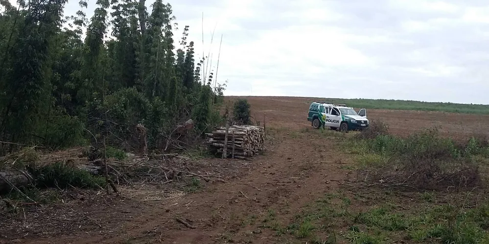 Imagem ilustrativa da imagem Polícia Ambiental flagra corte de mata nativa na região