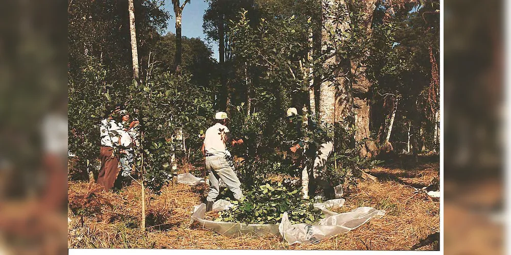 Imagem ilustrativa da imagem Emater apoia de Conferência da Indústria Ervateira Paranaense