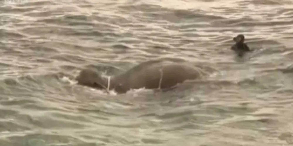 Guarda Costeira se surpreendeu ao avistar o elefante nadando/Foto: Reprodução/BBC Brasil