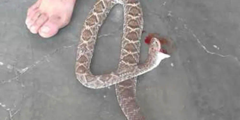 Vereador de Juru foi picado por cascavel e matou cobra com mordida, no Sertão da Paraíba