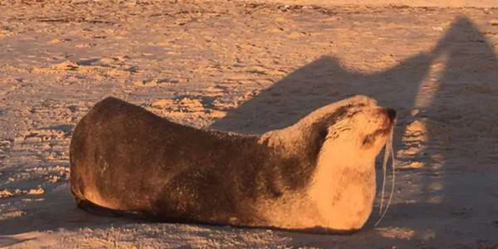 Lobo-marinho foi examinado por veterinários e voltou ao mar/Foto: Reprodução Facebook - LEC