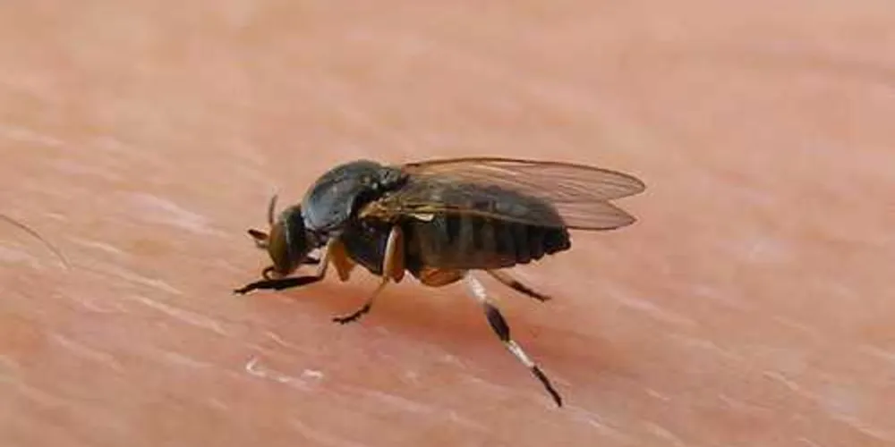 Conhecido popularmente como maruim ou borrachudo, o mosquito tem se alastrado e chegado às grandes cidades do país/Foto: Divulgação