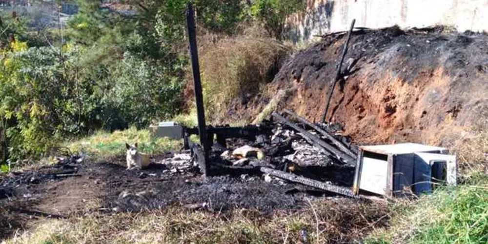 Imagem ilustrativa da imagem Cão não abandona escombros após morte de dono