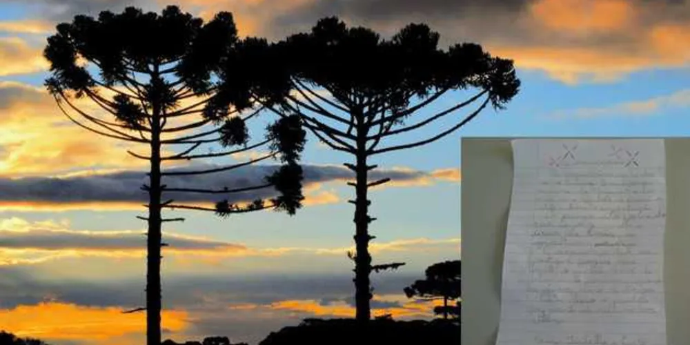 Imagem ilustrativa da imagem Alunas apontam importância das araucárias