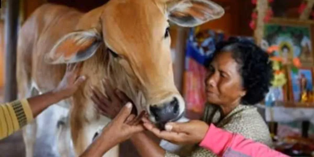 O bezerro, que divide a casa junto com Khim e seus filhos/Foto: Reprodução Curiosamente