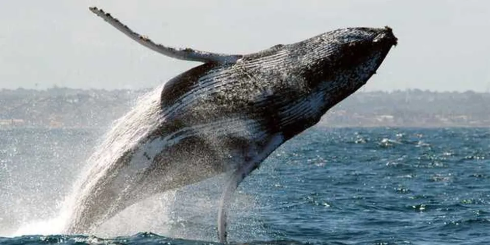 Um homem perdeu a consciência e três sofreram fraturas no rosto e nas costelas depois que uma baleia arremeteu contra a embarcação em que navegavam pela costa norte da Austrália/Foto: Divulgação Instituto Baleia Jubarte 
