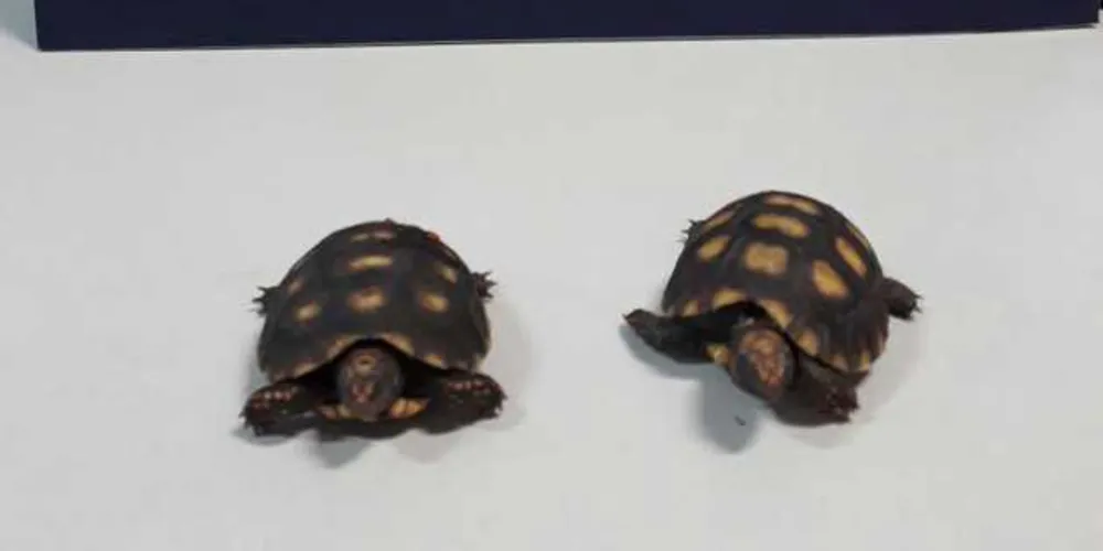 Animais estavam dentro de um caminhão; motorista foi preso