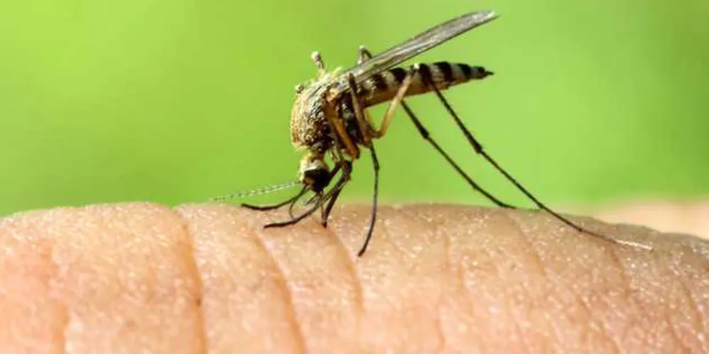O genoma do vírus Zika, coletado no organismo de mosquitos do gênero Culex, foi sequenciado por cientistas da Fundação Oswaldo Cruz em Pernambuco/Foto: Reprodução