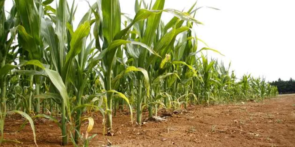 Imagem ilustrativa da imagem Valor Bruto da Produção Agropecuária aumenta 4,5% em 2017