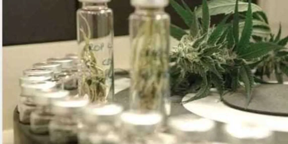 O partido foi ao Supremo pedir que sejam considerados inconstitucionais alguns dispositivos legais que criminalizam plantio, cultivo, colheita, transporte, prescrição e aquisição de Cannabis sativa/Foto: Divulgação