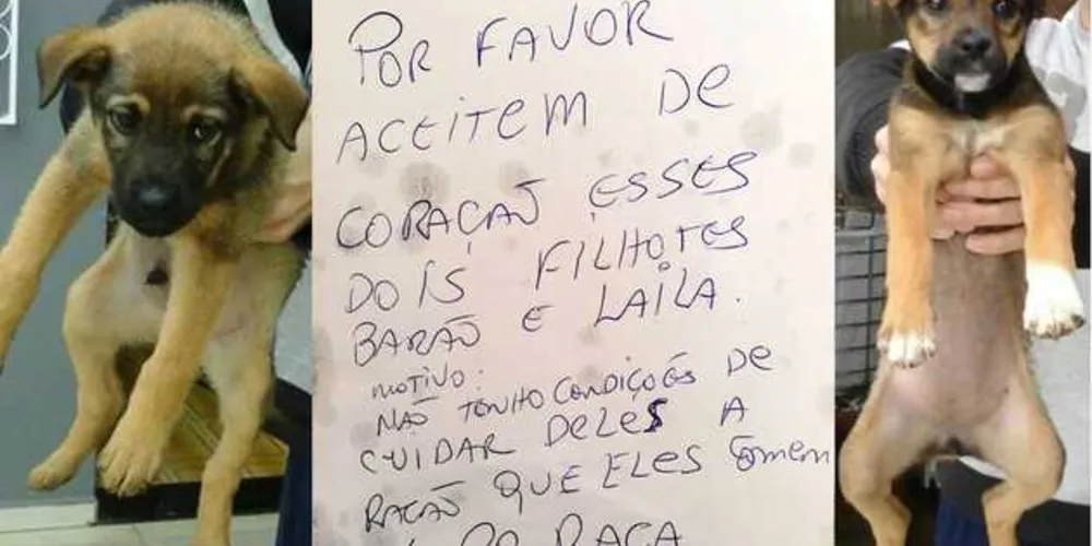 Imagem ilustrativa da imagem Cães são deixados em casa de PG com pedido de adoção